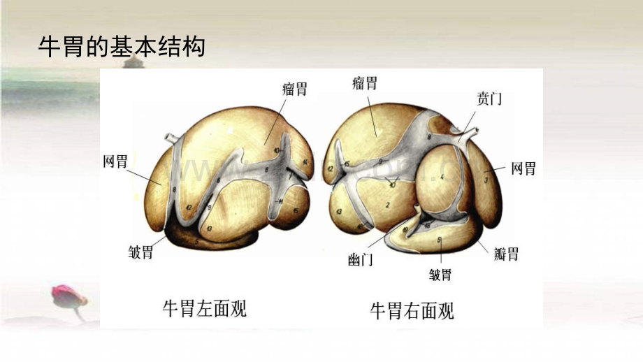 牛常见疾病ppt.ppt_第3页