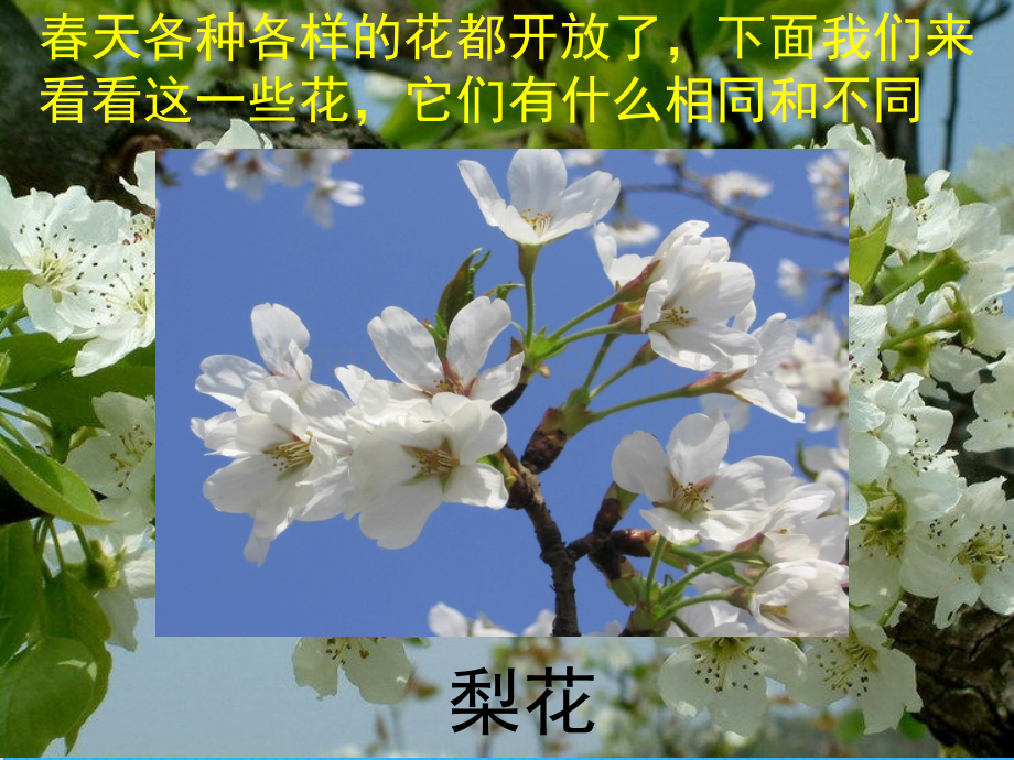 《各种各样的花》课件.ppt_第2页