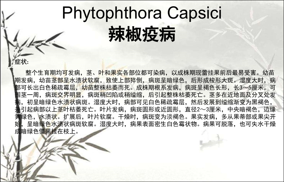 辣椒主要病虫害图谱ppt.ppt_第3页