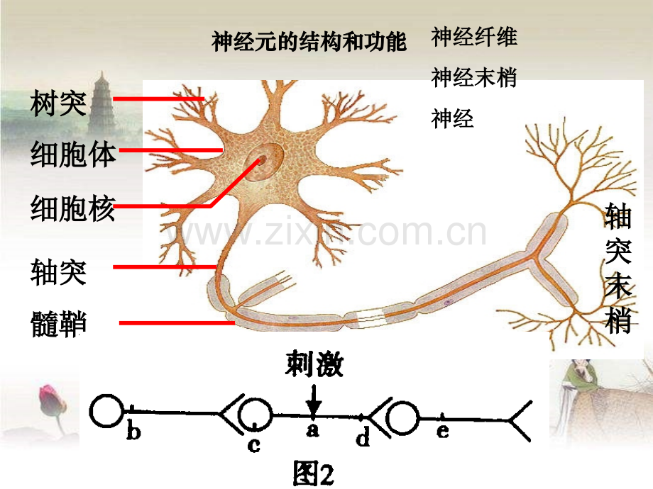 人教版生物必修三通过神经系统的调节ppt.ppt_第3页