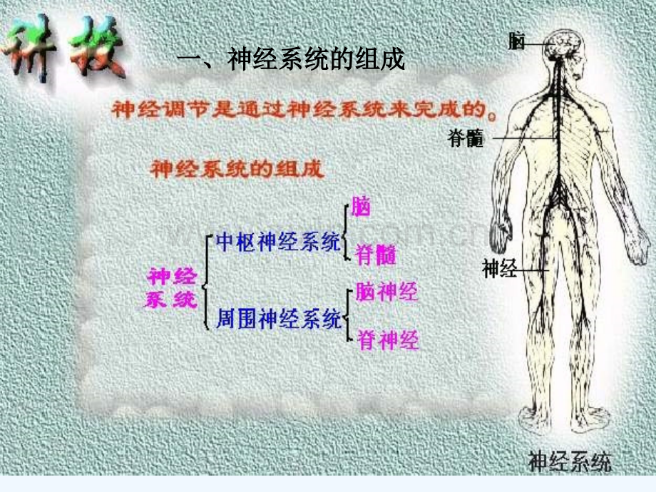 动物的神经调节-PPT.ppt_第3页