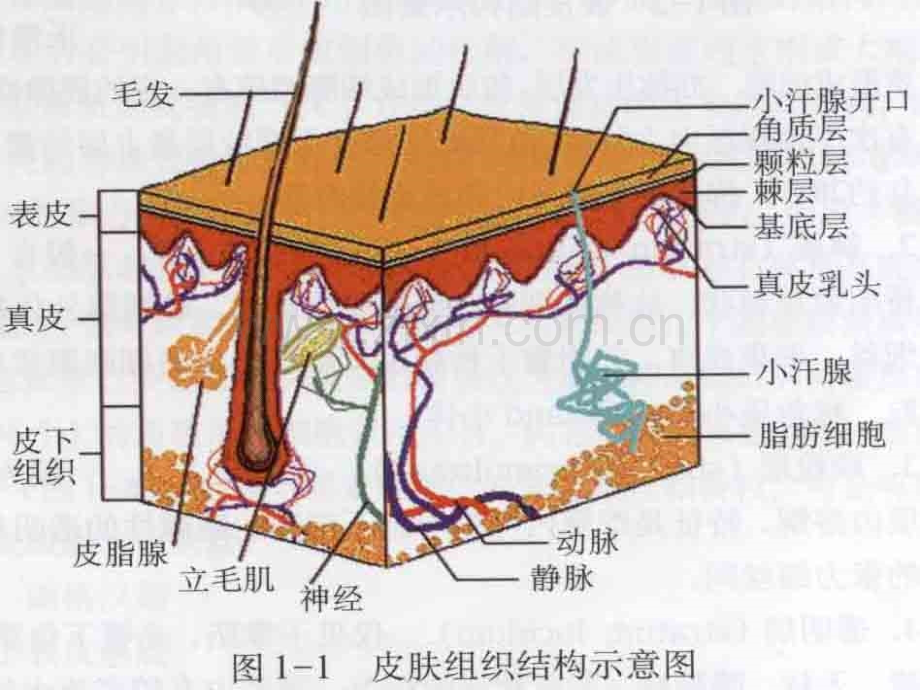 第二章-皮肤的解剖和组织结构ppt.ppt_第3页