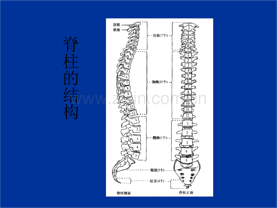 脊髓损伤的康复评定-PPT.ppt_第3页