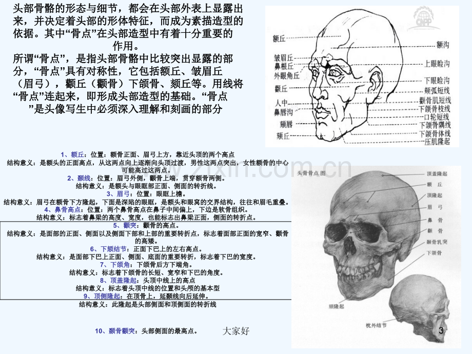 头骨解剖结构及规律-PPT.ppt_第3页