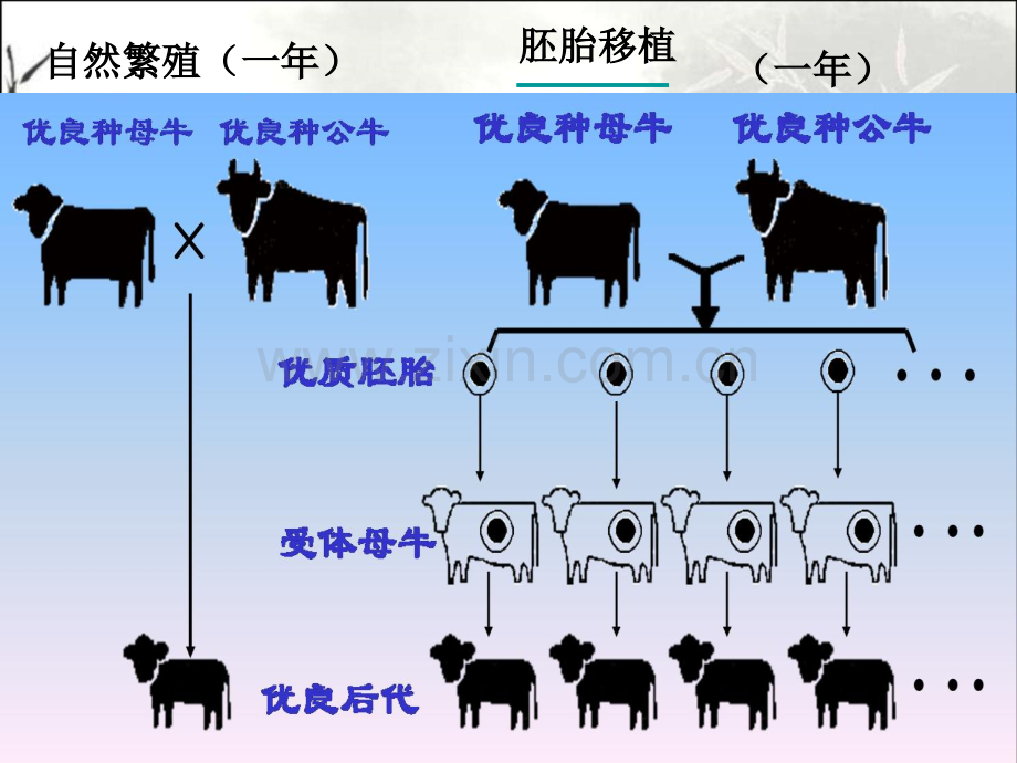 高中生物选修三体内受精与早期胚胎发育ppt课件.ppt_第2页