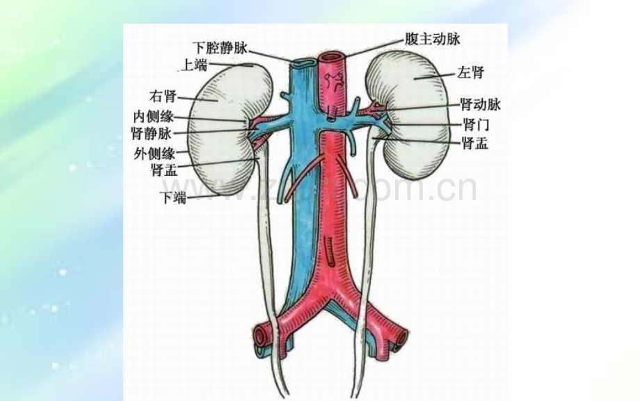 肾脏内分泌知识课件-PPT.ppt_第3页