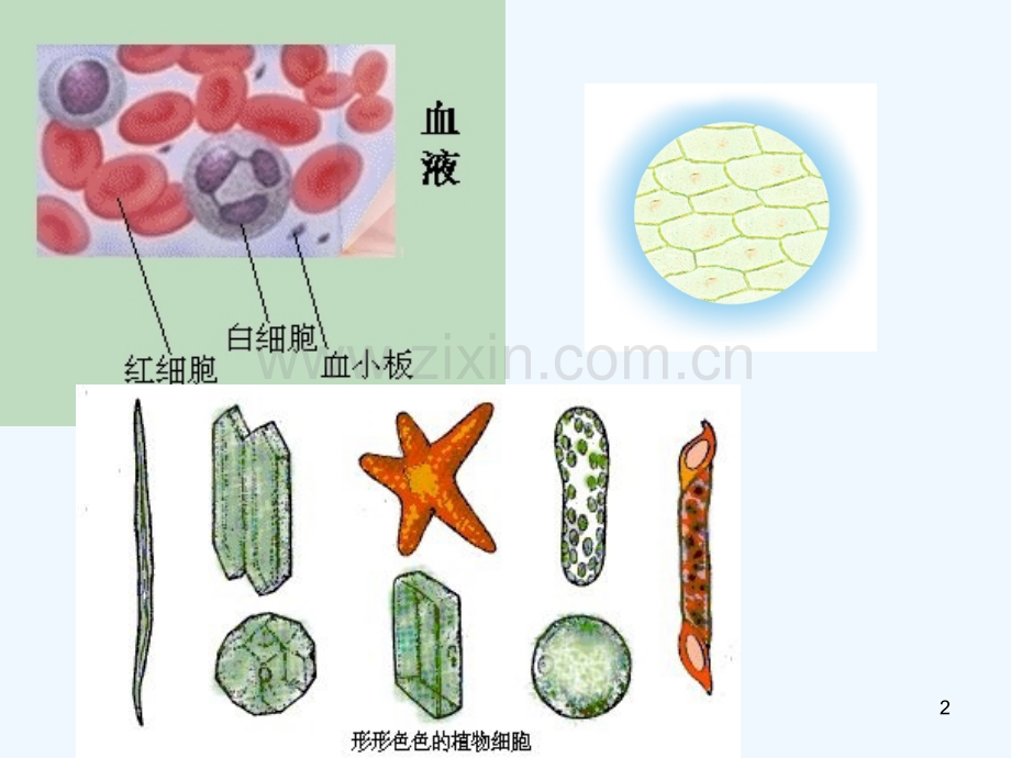 生物的统一性和多样性-PPT课件.ppt_第2页