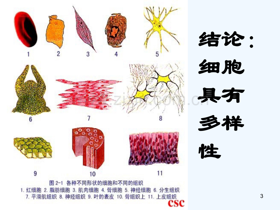 生物的统一性和多样性-PPT课件.ppt_第3页