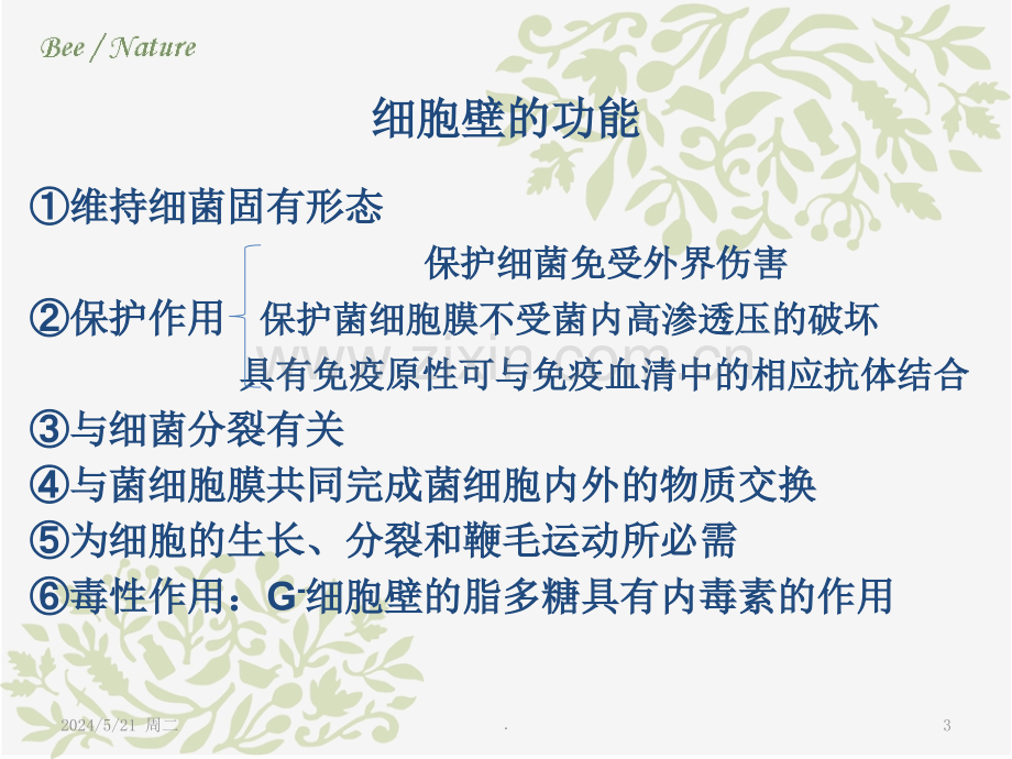 细菌细胞壁.ppt_第3页