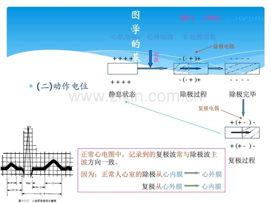 临床心电图学基本知识.ppt_第3页