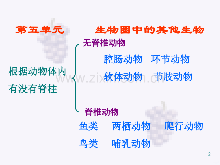 新人教版八年级上册生物复习.ppt_第2页