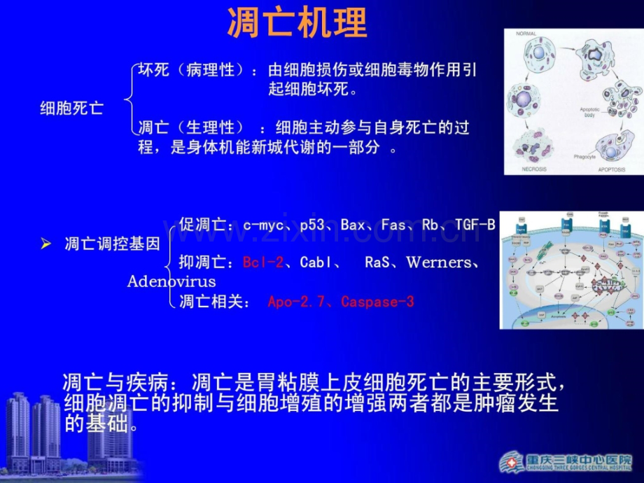 [指南]多基因性细胞凋亡调控在胃炎与胃癌前病变关系研究.ppt_第3页