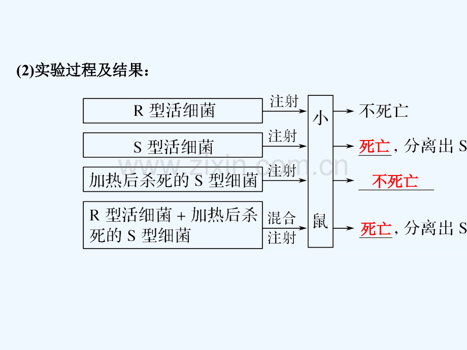 2018届高考生物一轮复习-第六单元-遗传的分子基础-第17讲-人类对遗传物质的探索过程.ppt_第3页