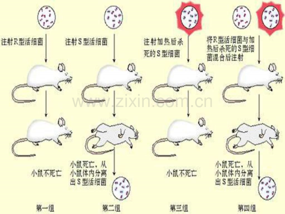 基因本质生物学自然科学专业资料.ppt_第3页