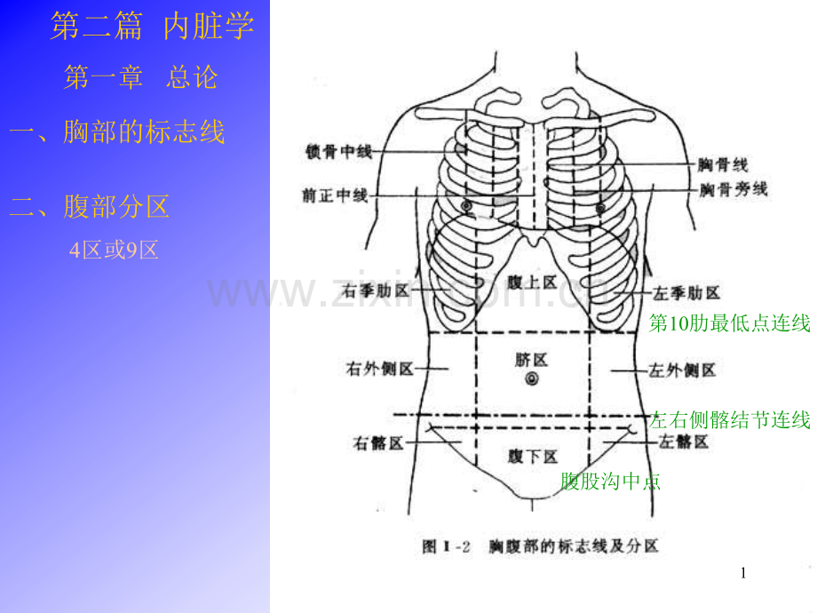 【基础医学】内脏学总论和消化系统.ppt_第1页