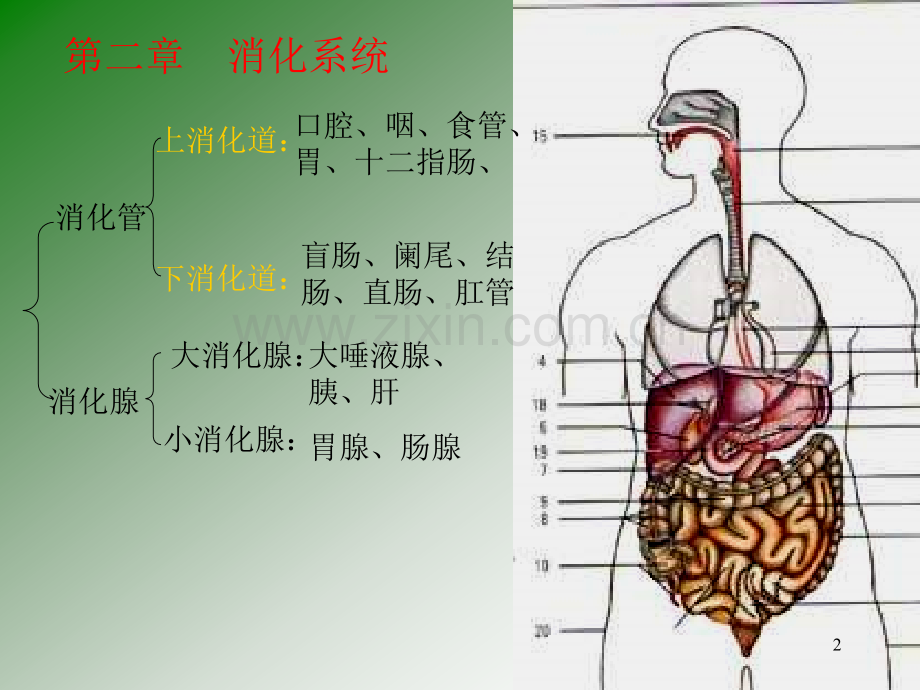 【基础医学】内脏学总论和消化系统.ppt_第2页