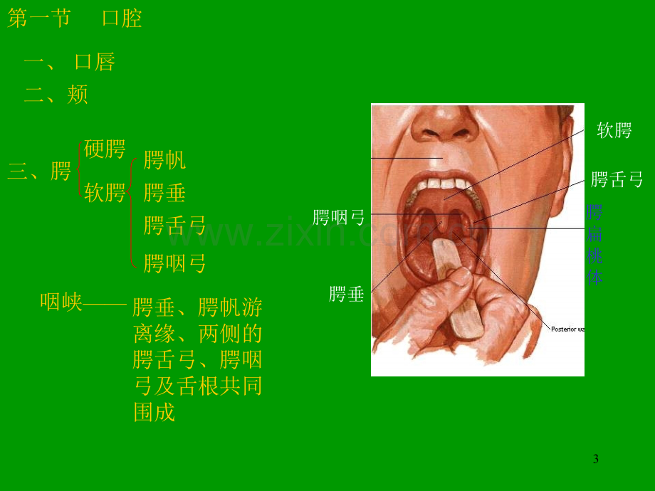 【基础医学】内脏学总论和消化系统.ppt_第3页