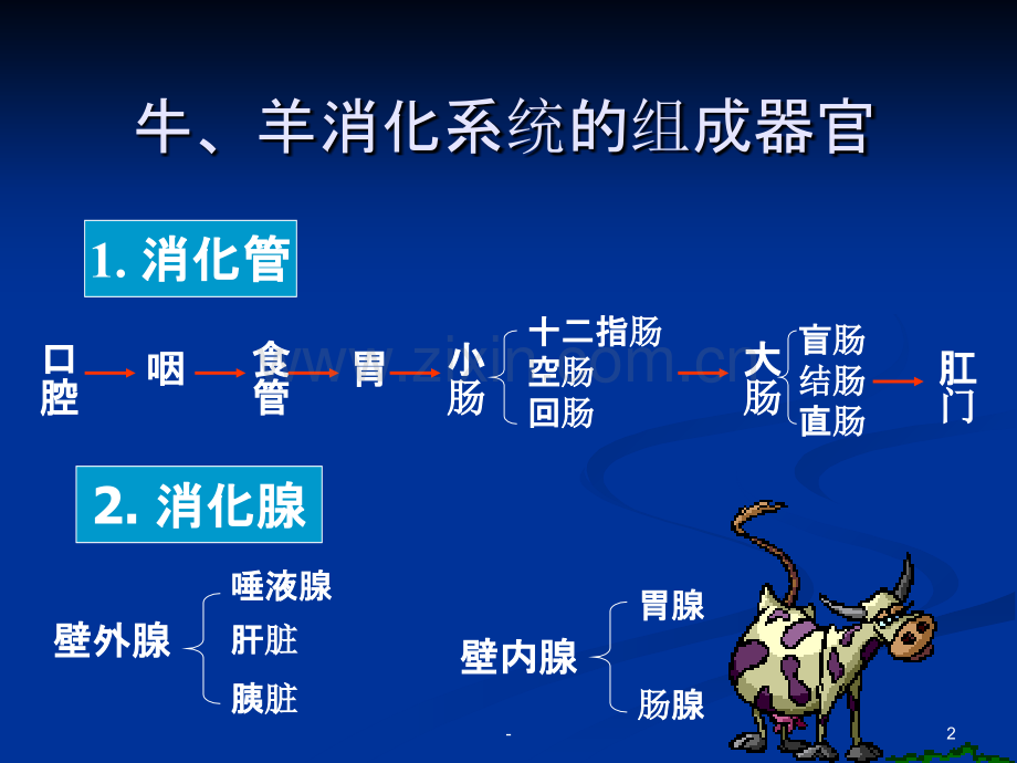 第四章-(牛羊消化器官的构造胃).ppt_第2页