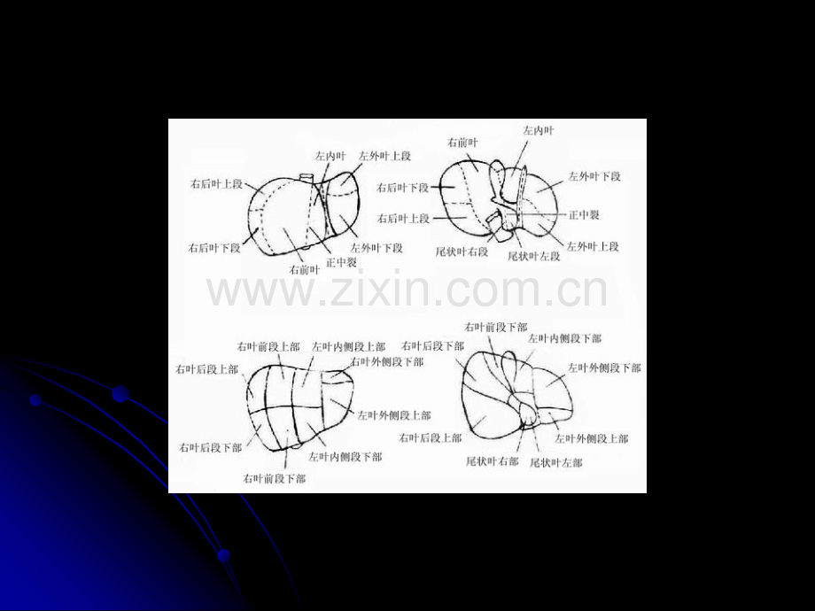 [选读]肝脏分段.ppt_第3页