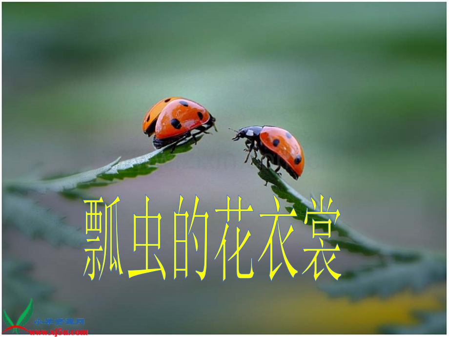 (人教新课标)一年级美术下册课件瓢虫的花衣裳1.ppt_第1页