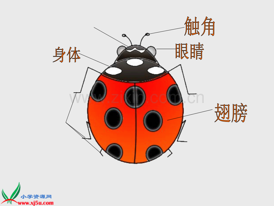 (人教新课标)一年级美术下册课件瓢虫的花衣裳1.ppt_第2页