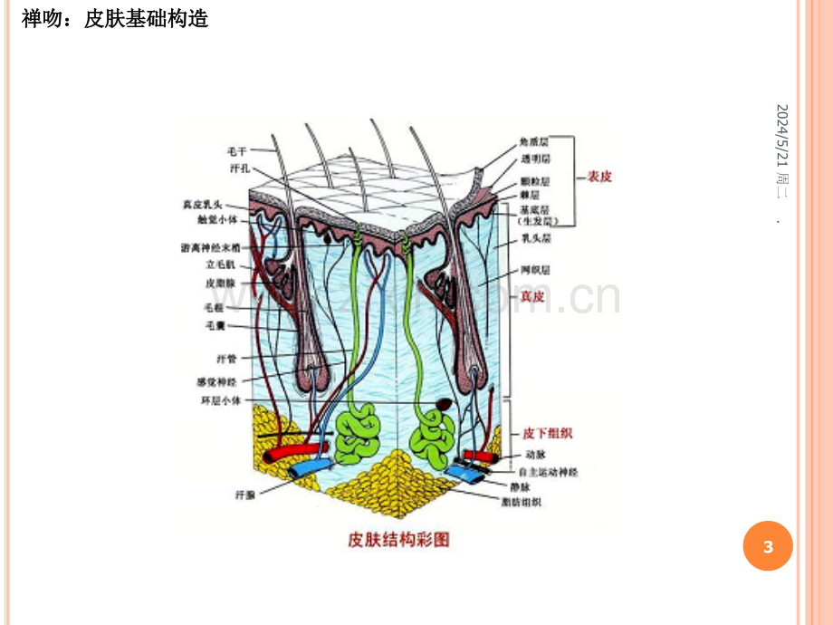 禅吻：美容护肤基础知识.ppt_第3页