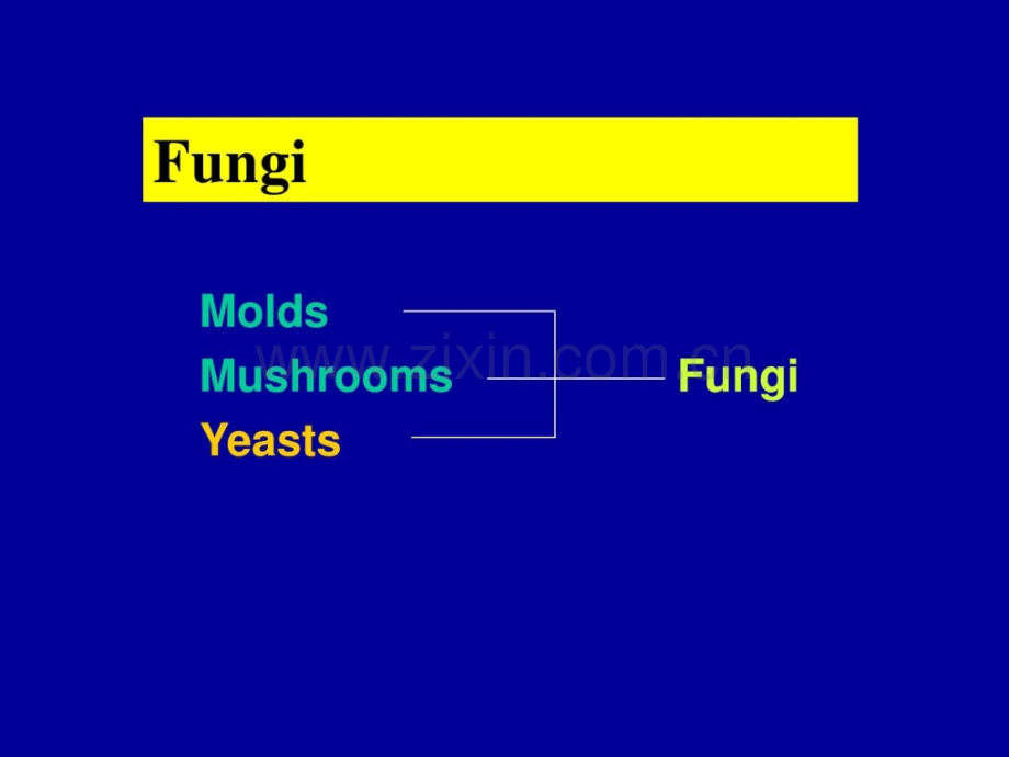 临床微生物真菌学英文.ppt_第2页