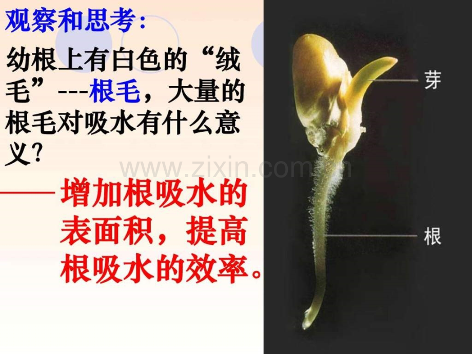 初一生物第三章绿色植物与生物圈水循环.ppt_第3页