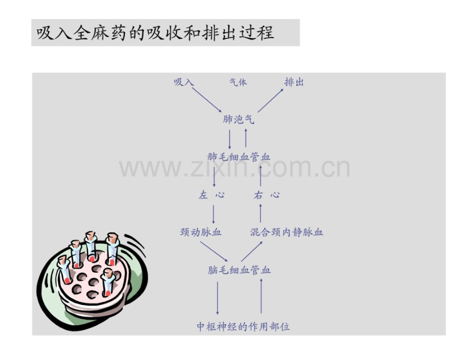 低流量吸进麻醉.ppt_第3页