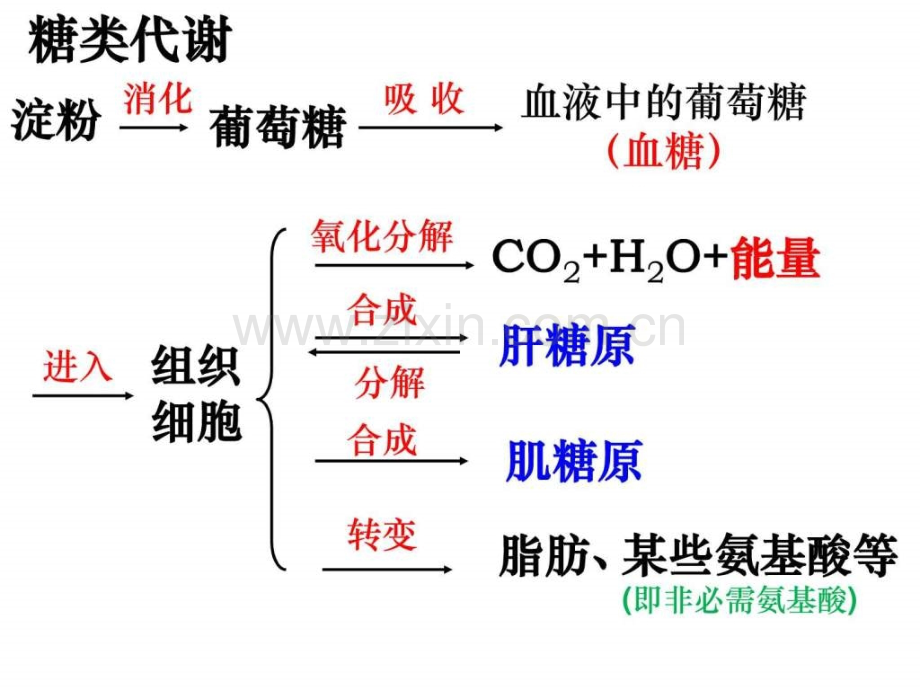 上海高考高三生物复习血糖平衡及其调节.ppt_第1页