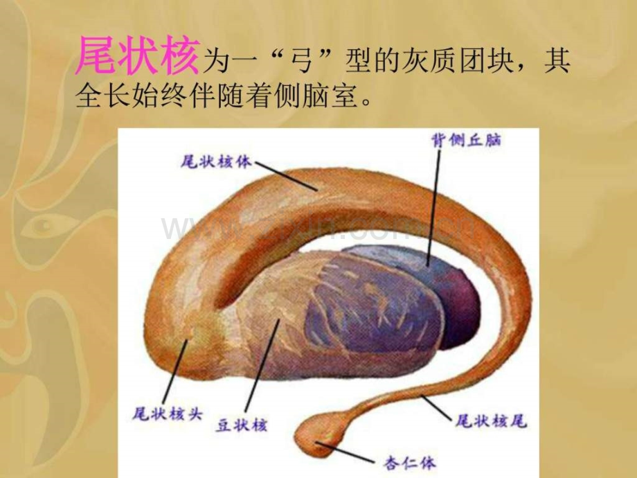 基底节区解剖位置关系图.ppt_第3页