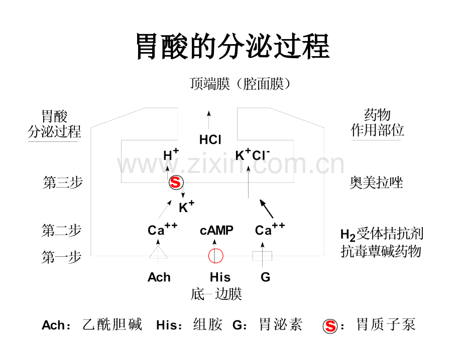 五消化系统药物.ppt_第3页