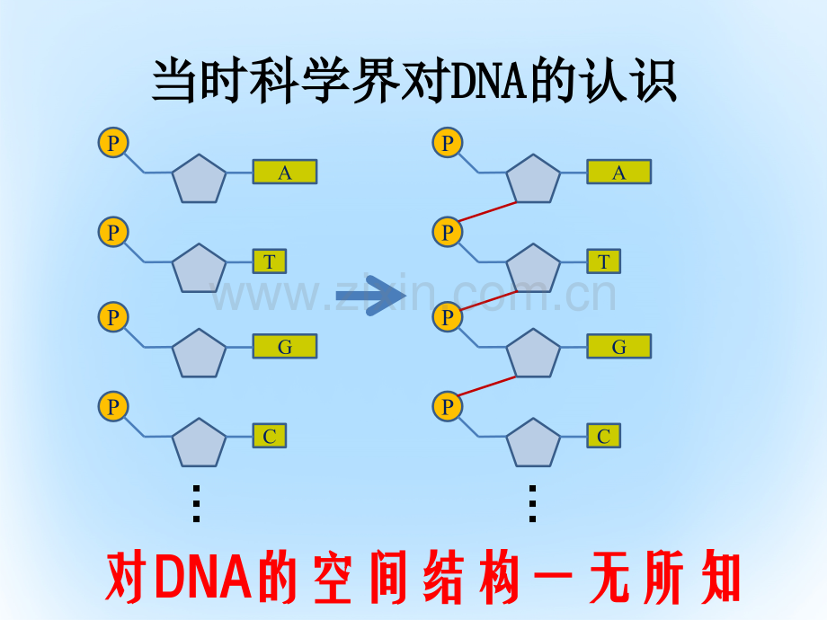 高中生物-第三章-基因的本质-3.2.1-DNA分子的结构教学-新人教版必修2.ppt_第3页