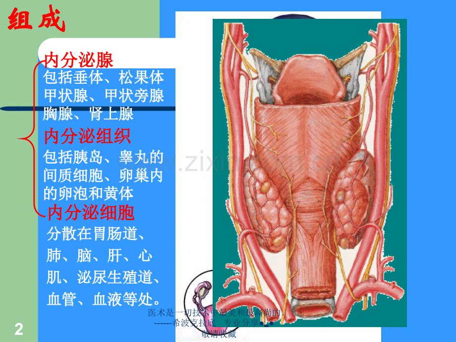 【医学生物】内分泌系统.ppt_第2页