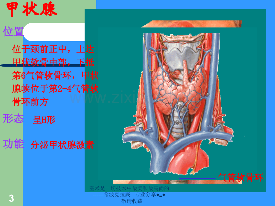 【医学生物】内分泌系统.ppt_第3页