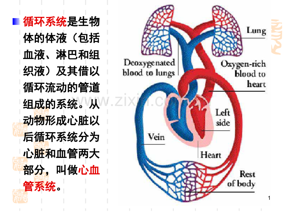 循环系统药物.ppt_第1页