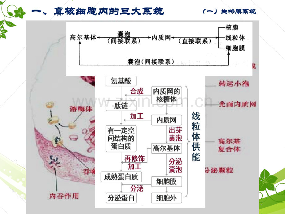 图解细胞学——细胞三大系统(复习用).ppt_第2页