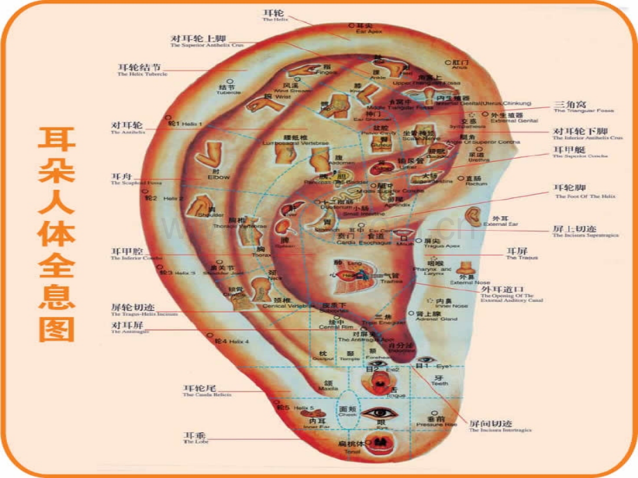 [指南]针灸人体穴位图大全.ppt_第1页