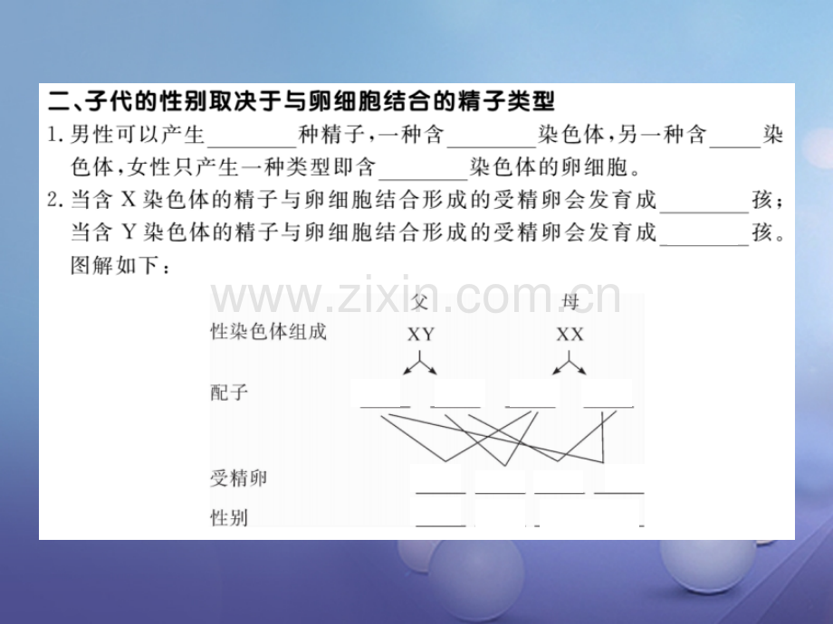 2017年秋八年级生物上册-6.20.4-性别和性别决定优质北师大版.ppt_第3页