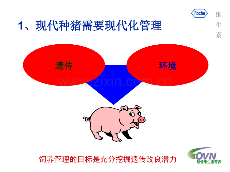 [畜牧兽医]维生素与种猪繁殖性能.ppt_第3页