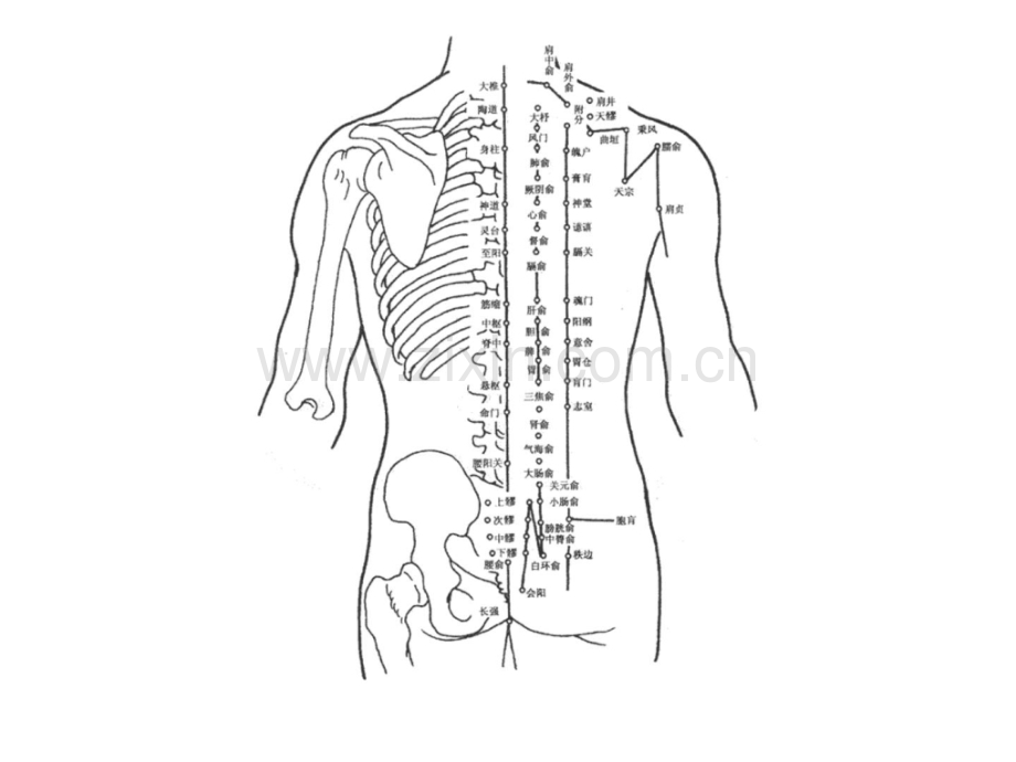 [指南]人体经络穴位图解大全医药卫生专业资料.ppt_第1页