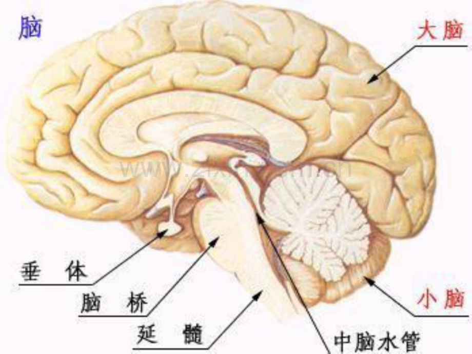 神经外科医学术后监护重点.ppt_第3页