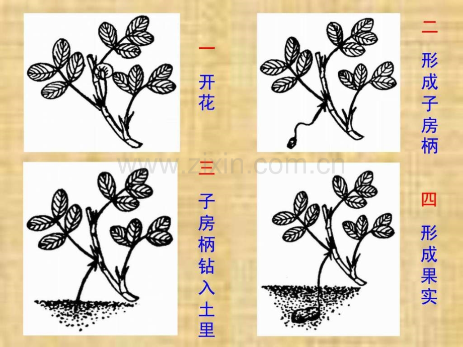 《落花生》教学1.ppt_第3页