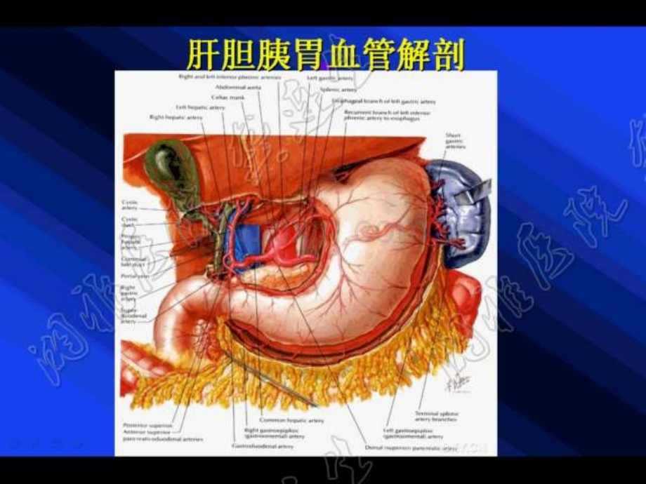 -肝胆胰胃肿瘤手术与血管解剖技术1.ppt_第3页