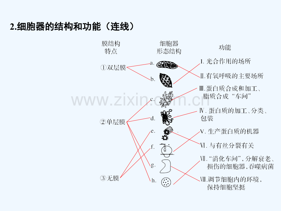 2018届高考生物一轮复习-第二单元-细胞的基本结构与物质运输-第6讲-细胞器与生物膜系统.ppt_第3页