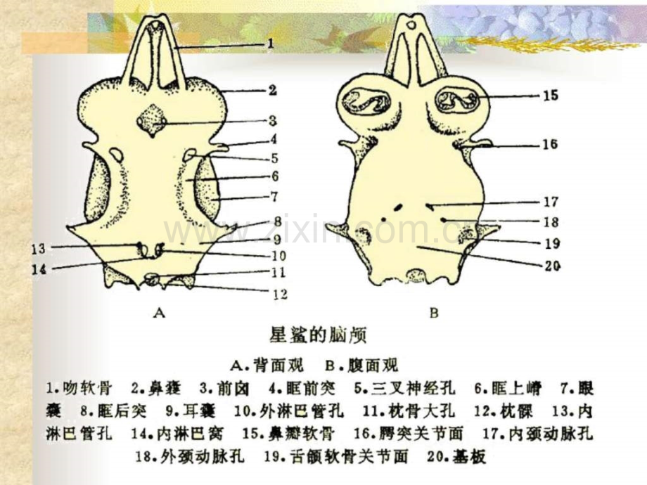 实验二鱼类骨骼.ppt_第2页