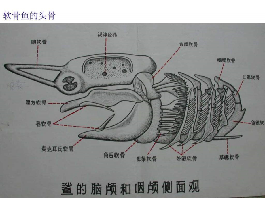 实验二鱼类骨骼.ppt_第3页