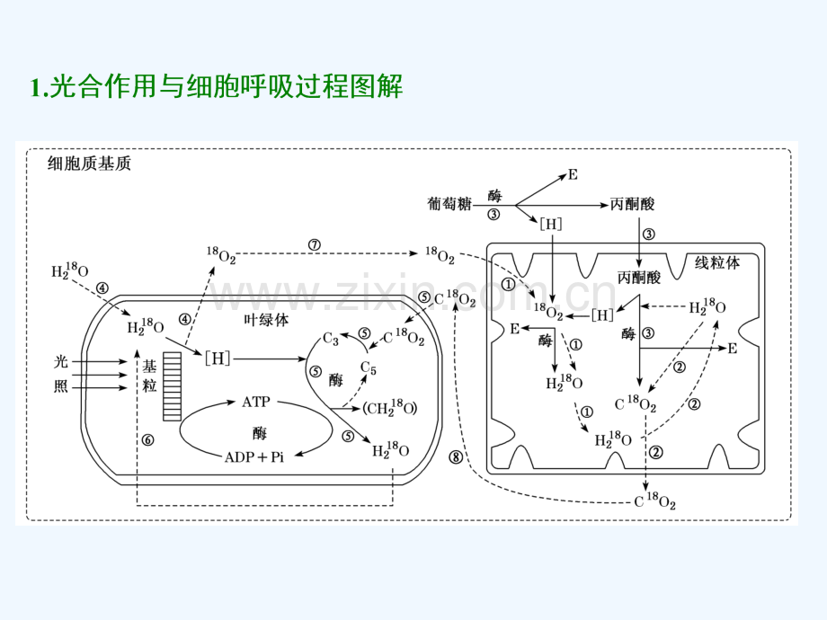 2019版高考生物一轮复习-第三单元-细胞的能量供应和利用单元综合精选.ppt_第3页