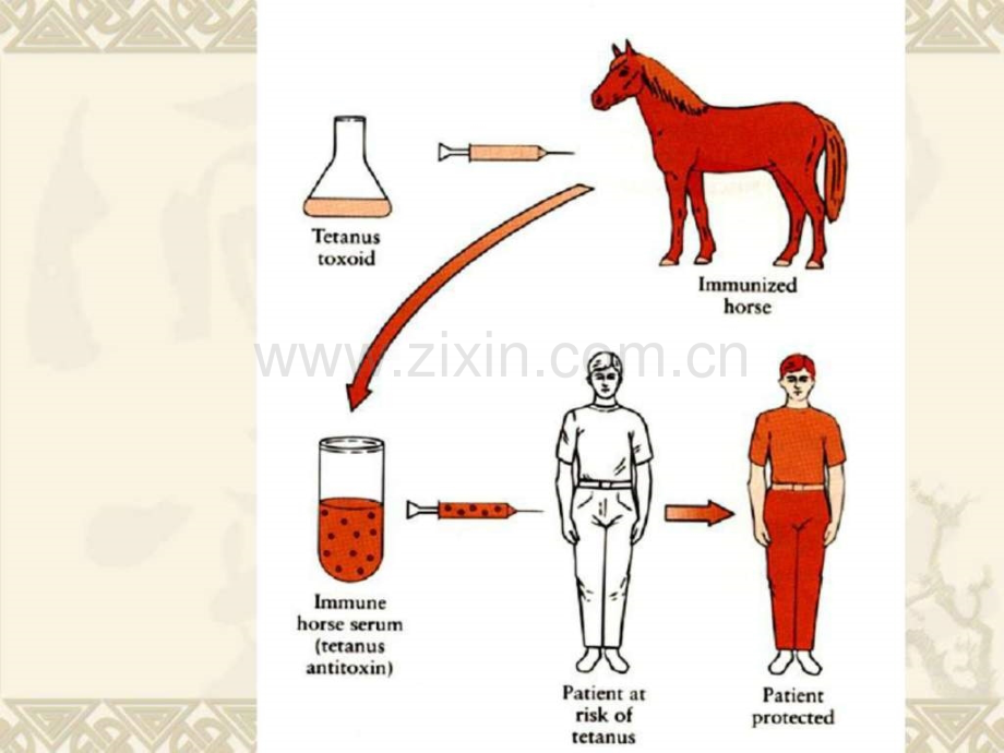 免疫学第四章(免疫球蛋白)生物学自然科学专业资料.ppt_第3页