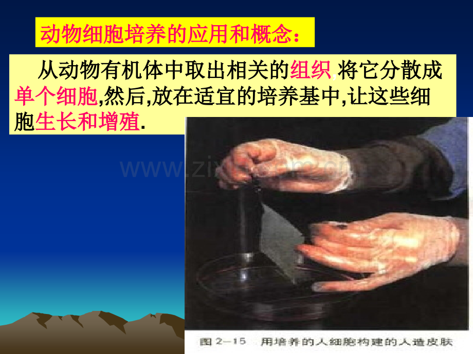 -动物细胞工程(课时)-985.ppt_第2页